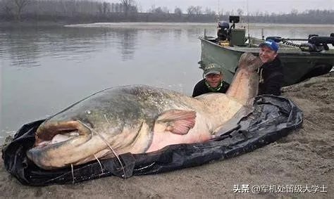 世界最大的鲶鱼都有哪些？