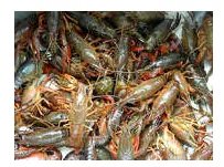 学做小龙虾，有不错的师傅吗