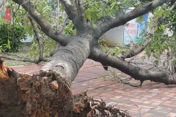 今年第13号台风“鲸鱼”生成，将会做什么预警情报？