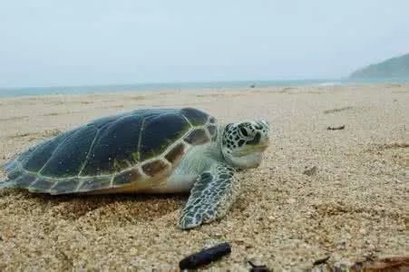 老汉菜地捡到大龟是怎么回事？