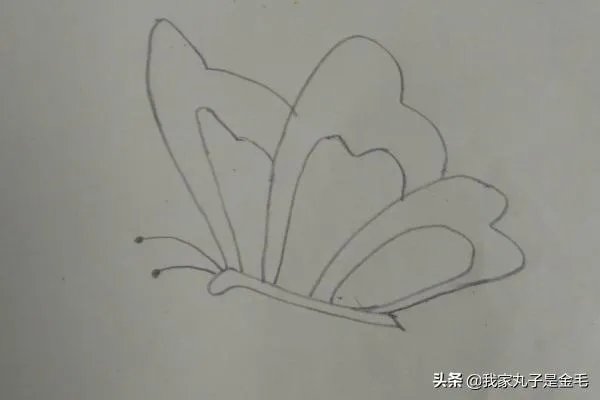 蝴蝶简笔画怎么画?