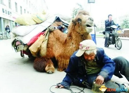 骆驼四肢被砍成乞讨工具 网友：请先救救人的良心