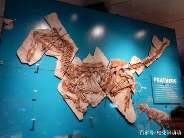 琥珀中发现了恐龙羽毛，那恐龙的外貌究竟是怎样的呢？