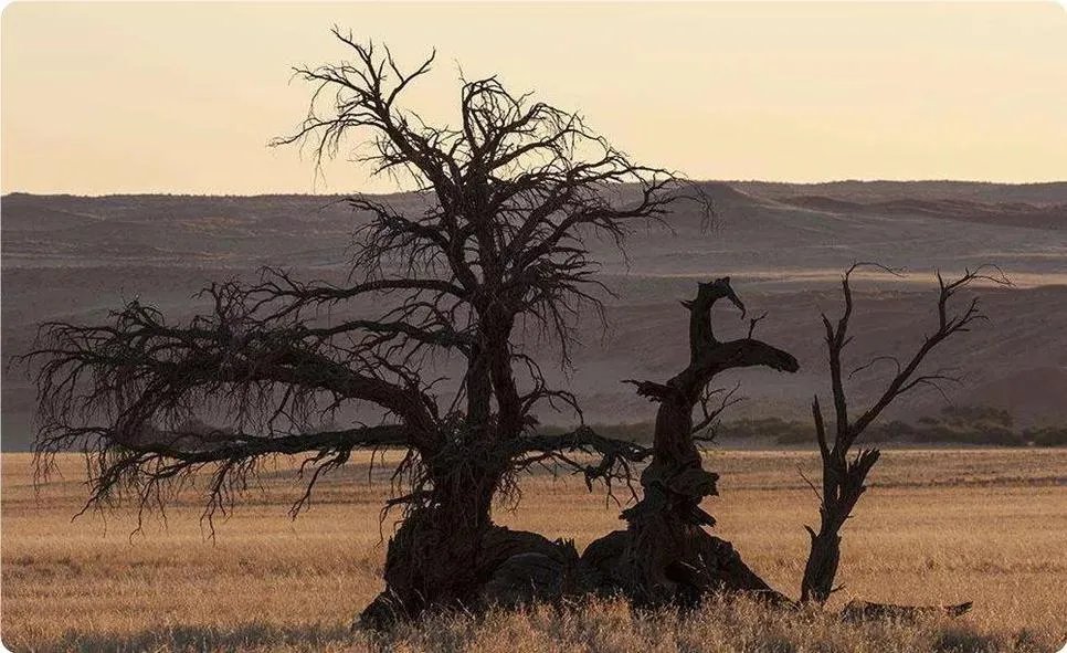 世界上最硬的10种木材你知道几种?