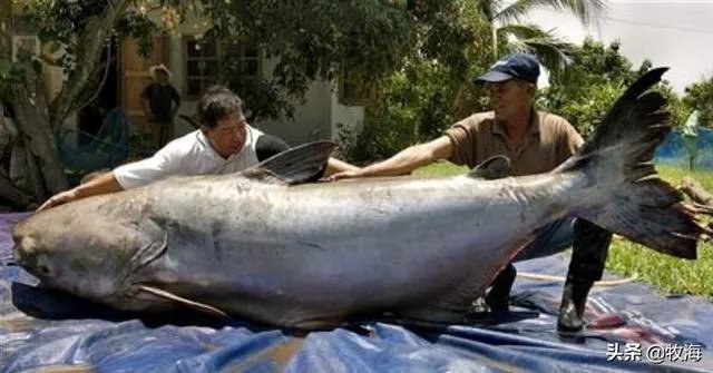 世界最大的鲶鱼都有哪些？