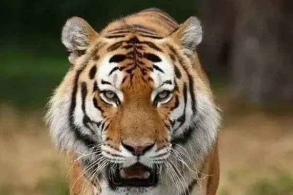 珲春东北虎夜间横穿马路还与人对视，野生老虎的杀伤力有多大？