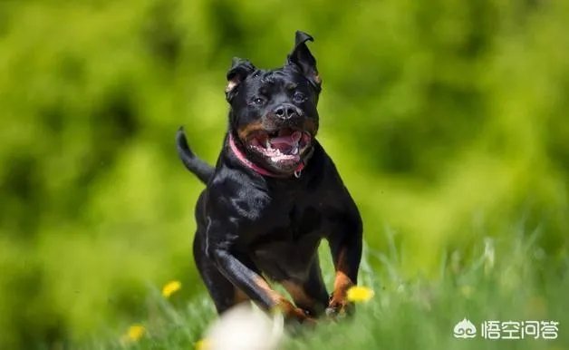 为什么罗威纳很少有人养？