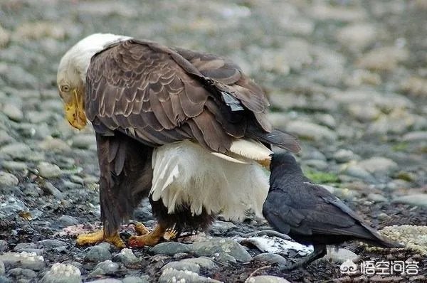 如何看待乌鸦拔熊猫毛搭窝？