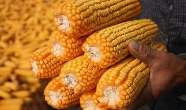 玉米价格每吨涨千元是何原因？