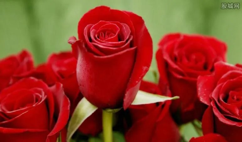 情人节玫瑰多少钱 玫瑰花提前预订会比较便宜吗