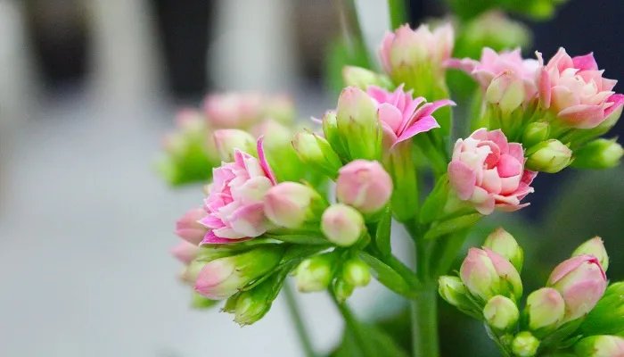 长寿花的养殖方法和注意事项 长寿花的养殖方法