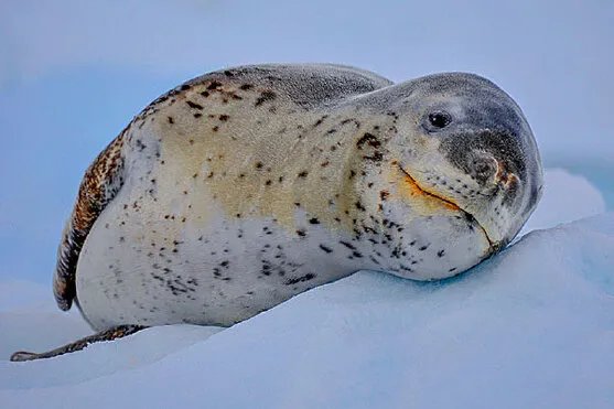 被称为“打孔巨匠”的海洋生物是什么