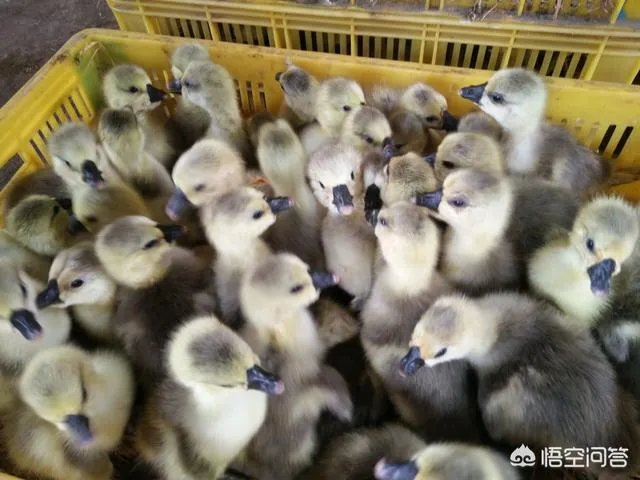 在广西这边养什么鹅好养殖？