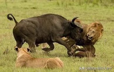 白肢野牛和非洲野牛哪个战斗力更强、牛角更有杀伤力?