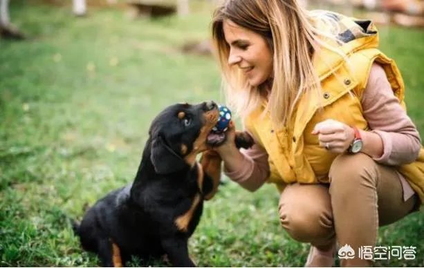 为什么罗威纳很少有人养？