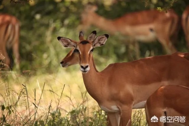 21世纪有哪些著名的旅行家？