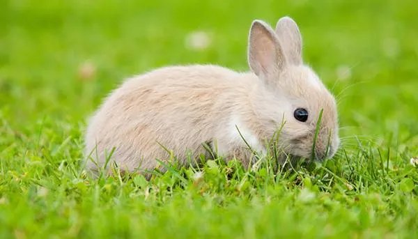 生肖兔年份年龄表属兔子的出生年份