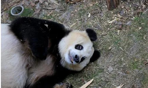 熊猫苏苏去世原因是什么？