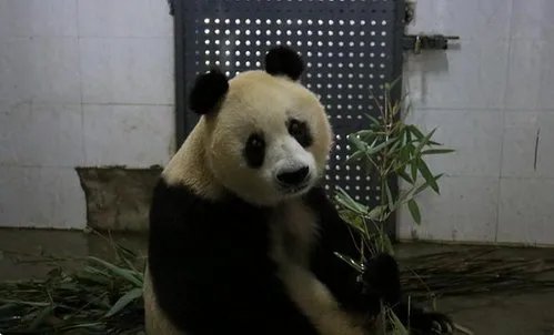 熊猫苏苏去世原因是什么？