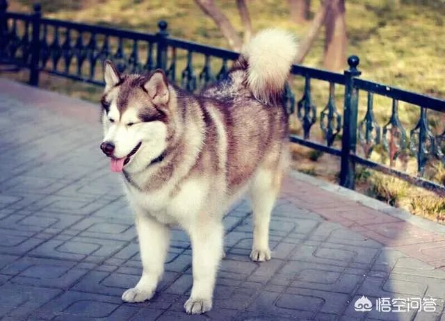 狗的寿命只有十几年，狗狗去世了会很痛苦，那么你还会养狗吗？