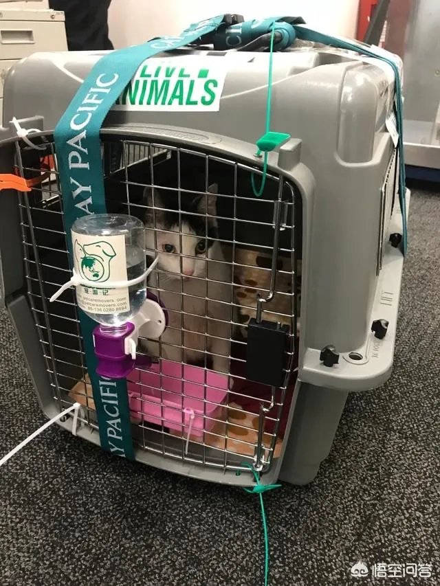 网曝东航又一金毛托运惨死，宠物托运为什么会频出事故？