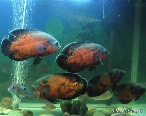 地图鱼怎样饲养?好样吗?有什么常见病?如何解决?