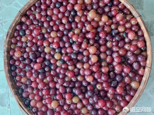 酿酒的方法和步骤?