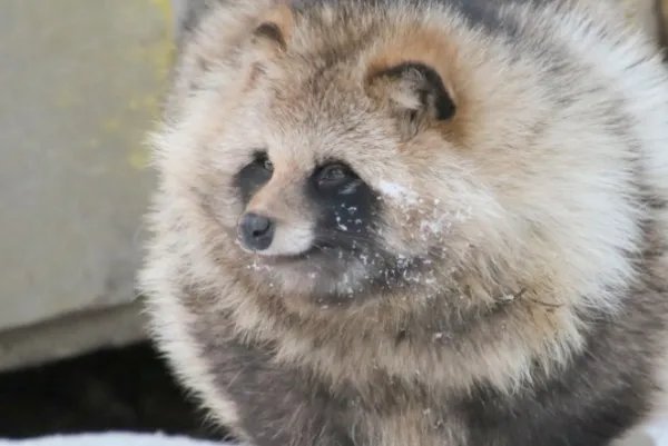 武汉一小区现多只貉,这些貂是什么品种?