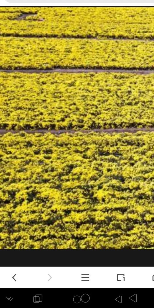 “黄花闺女”中的“黄花”到底是什么由来?