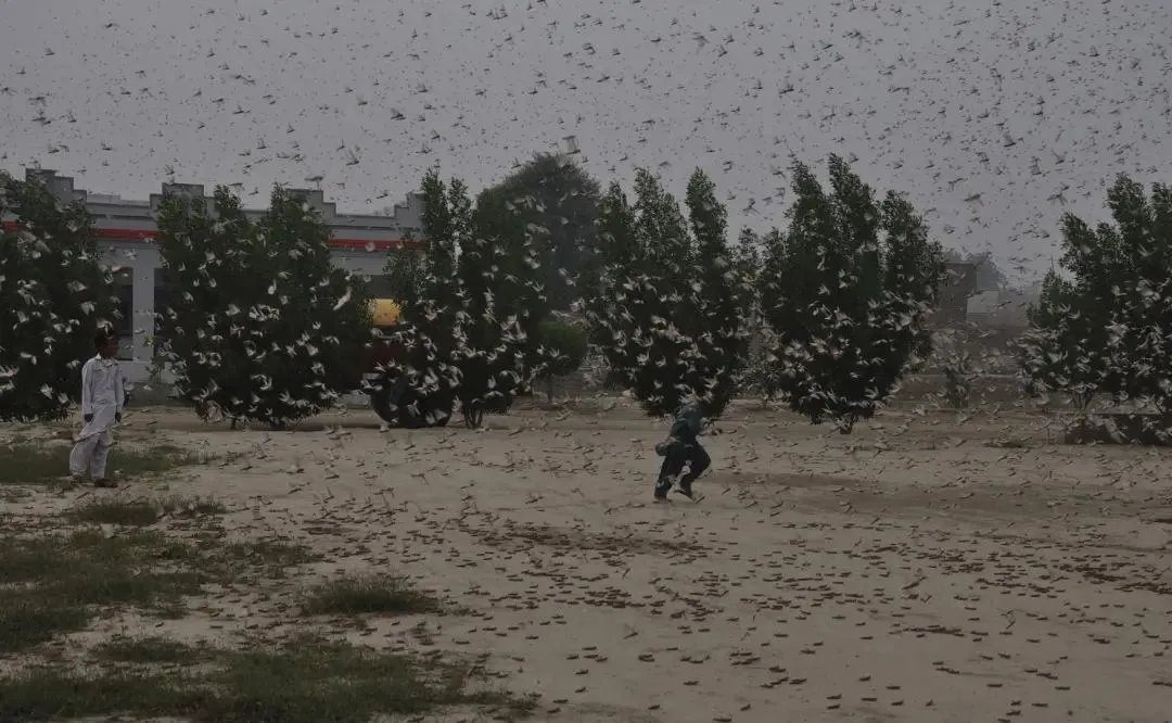 印度再遭蝗虫入侵，它们到底多么可怕？