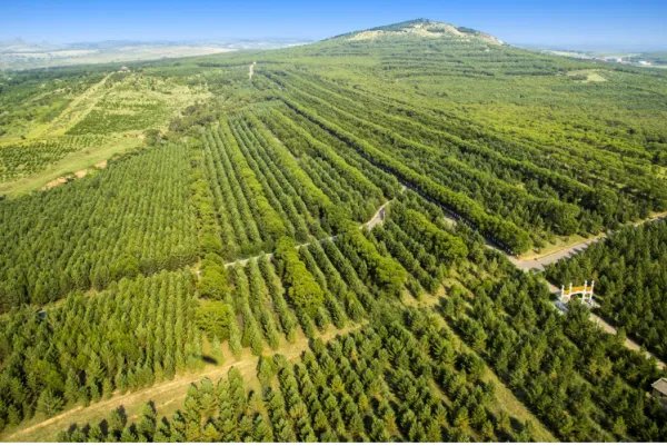 十三五以来，山西右玉每年大规模推进造林绿化，目前有了怎样显著的成就？