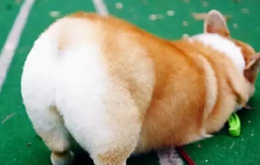 狗狗品种大全及图片