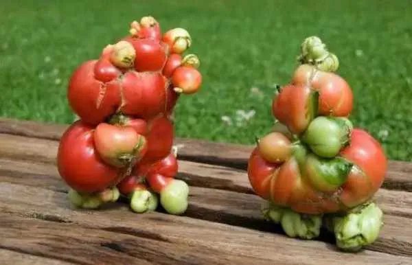 核辐射有多可怕?日本辐射后的蔬菜水果长什么样?