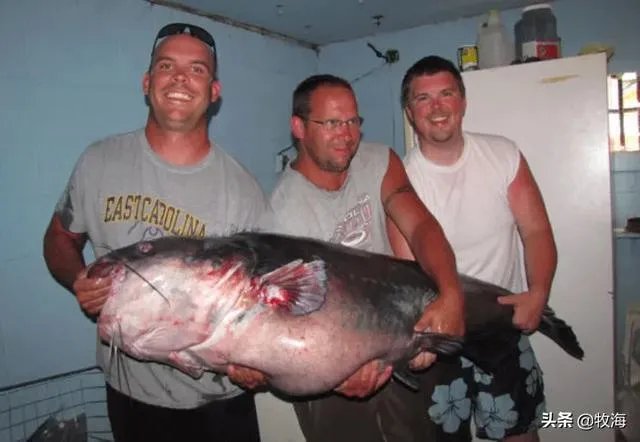 世界最大的鲶鱼都有哪些？