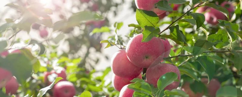苹果属于哪类水果 苹果属于什么类的水果