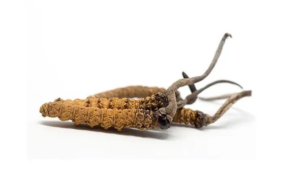 冬虫夏草有什么功效