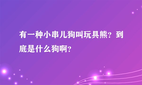有一种小串儿狗叫玩具熊？到底是什么狗啊？