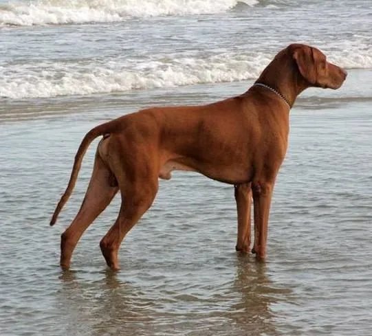 罗得西亚背脊犬的疾病