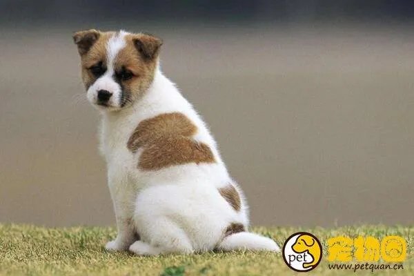 狗吃人事件是真是假，与主人关系越好越容易吃主人尸体