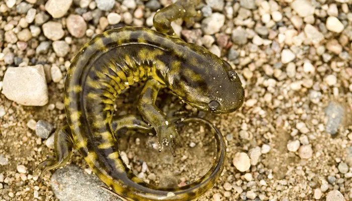 蝾螈吃什么 蝾螈吃什么食物