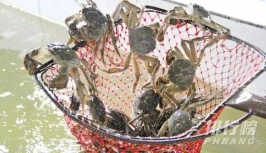 黄河口大闸蟹介绍_黄河口大闸蟹能放几天