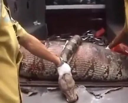 蟒蛇生吞小孩 解剖后惊呆全场人（组图）