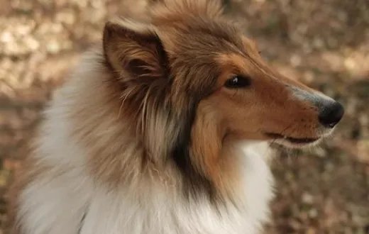 狗狗品种大全及图片