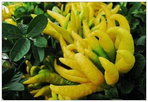 佛手柑怎么吃  新鲜佛手柑的5种家常做法