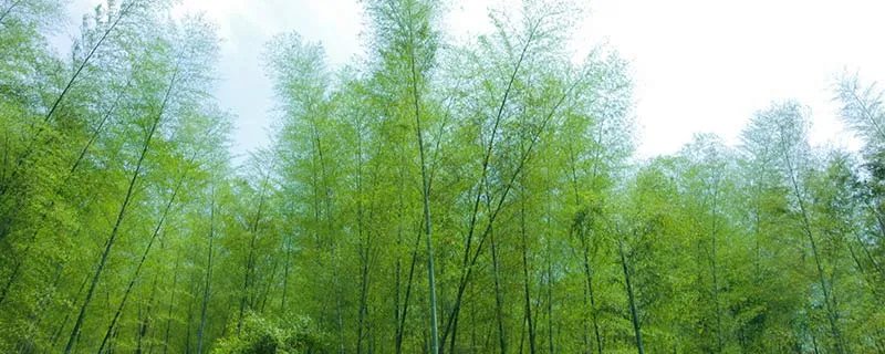 世界上长得最快的植物是什么植物 世界上长得最快的植物是