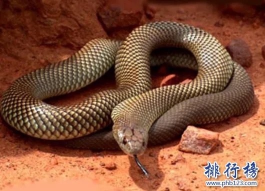 黑曼巴蛇VS眼镜王蛇,它们到底谁更厉害（两者不相上下）