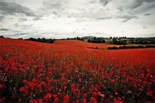 世界十大花海 最浪漫不过普罗旺斯薰衣草,一定要去