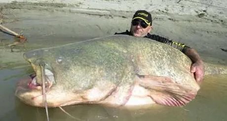 世界最大的鲶鱼都有哪些？