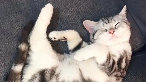 小朋友舞台表演节目时睡着,快速进入睡眠有什么技巧?