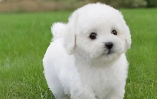 狗狗品种大全及图片